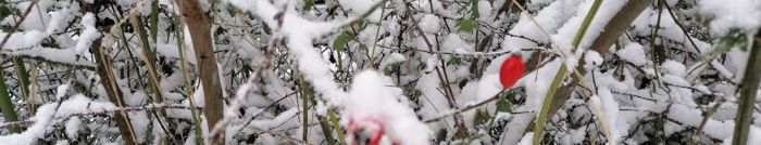 Rosehip in snow