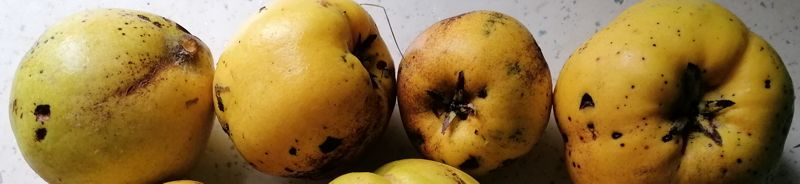 Quince Quince