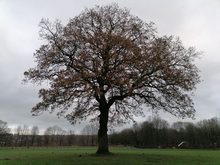 Oak tree Oak tree