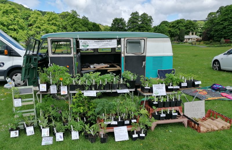 Plant sale in old VW