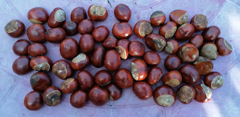 Conkers