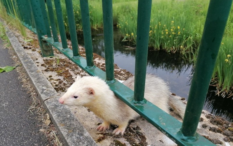 Ferret