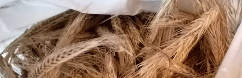 Rye