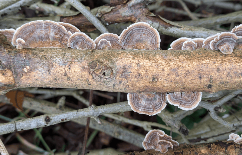 Turkey Tail mushrooms