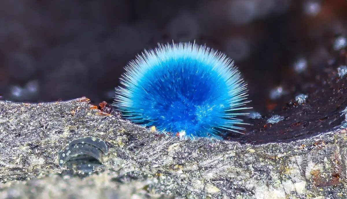 【コンネライト】（コンネル石）銅などで構成！鮮やかな青色鉱物
