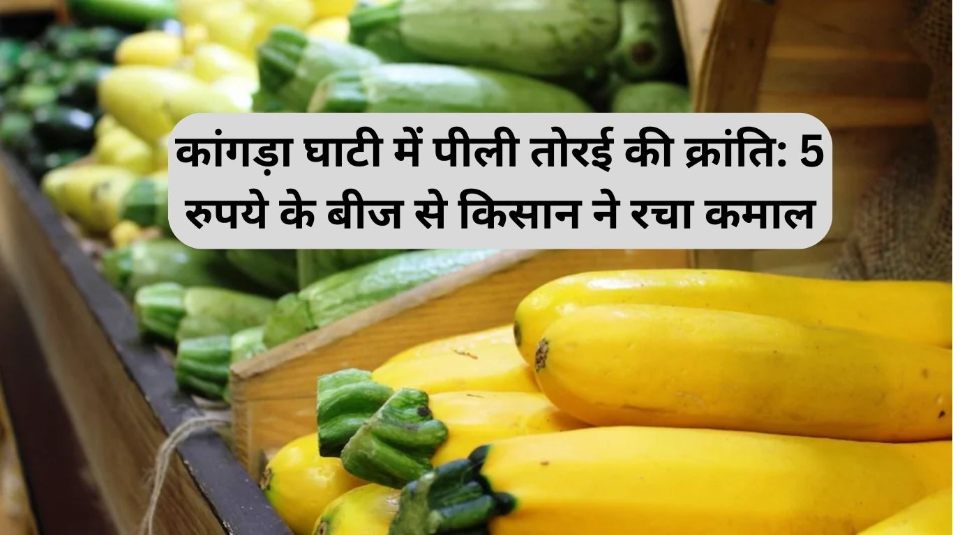 Yellow Ridge Gourd: कांगड़ा घाटी में पीली तोरई की क्रांति: 5 रुपये के बीज से किसान ने रचा कमाल