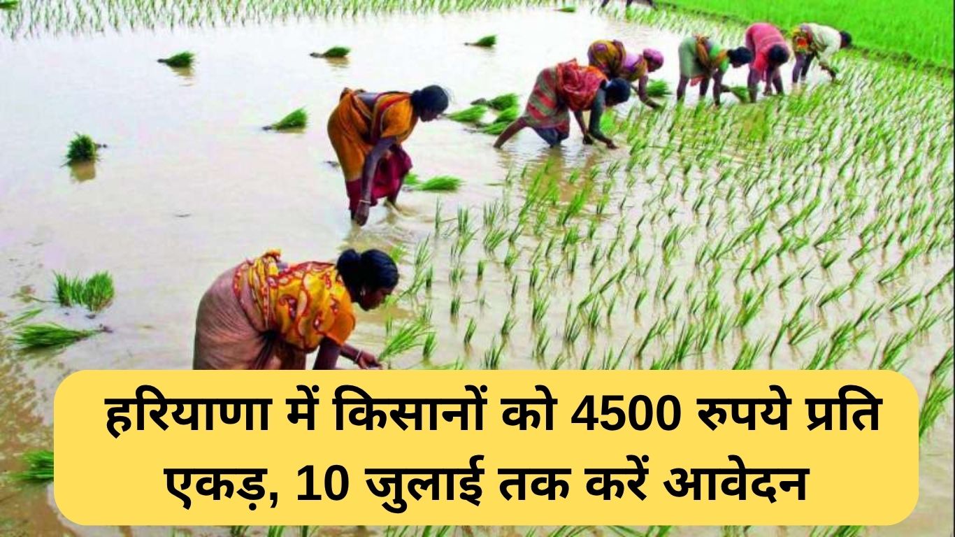 Direct Seeding Rice subsidy: हरियाणा में किसानों को 4500 रुपये प्रति एकड़, 10 जुलाई तक करें आवेदन