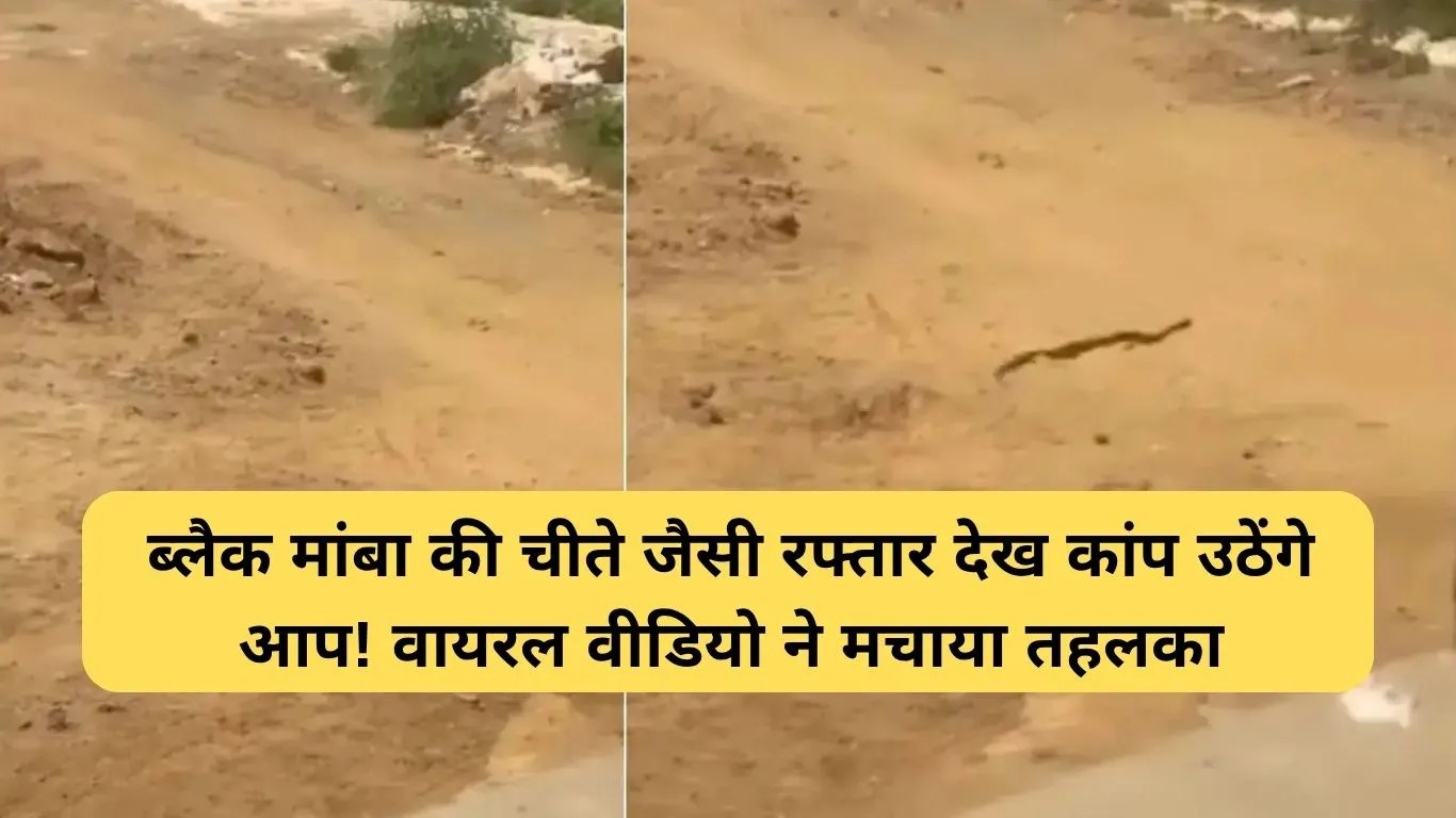 World Fastest Snake Video: ब्लैक मांबा की चीते जैसी रफ्तार देख कांप उठेंगे आप!