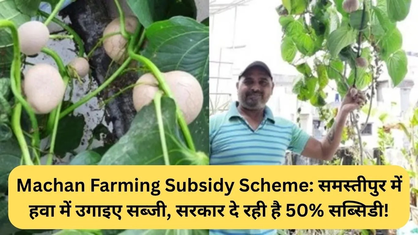 Machan Farming Subsidy Scheme:समस्तीपुर में हवा में उगाइए सब्जी, सरकार दे रही है 50% सब्सिडी!