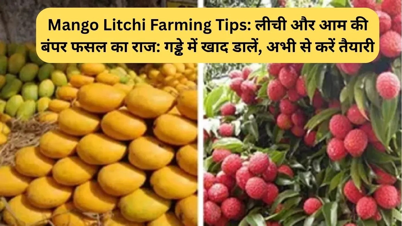 Mango Litchi Farming Tips: लीची और आम की बंपर फसल का राज: गड्ढे में खाद डालें, अभी से करें तैयारी