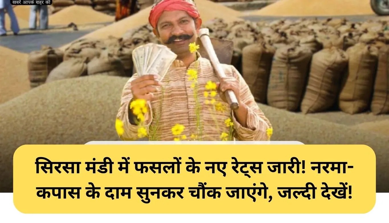 Sirsa Mandi Rates: सिरसा मंडी में फसलों के नए रेट्स जारी! नरमा-कपास के दाम सुनकर चौंक जाएंगे, जल्दी देखें!