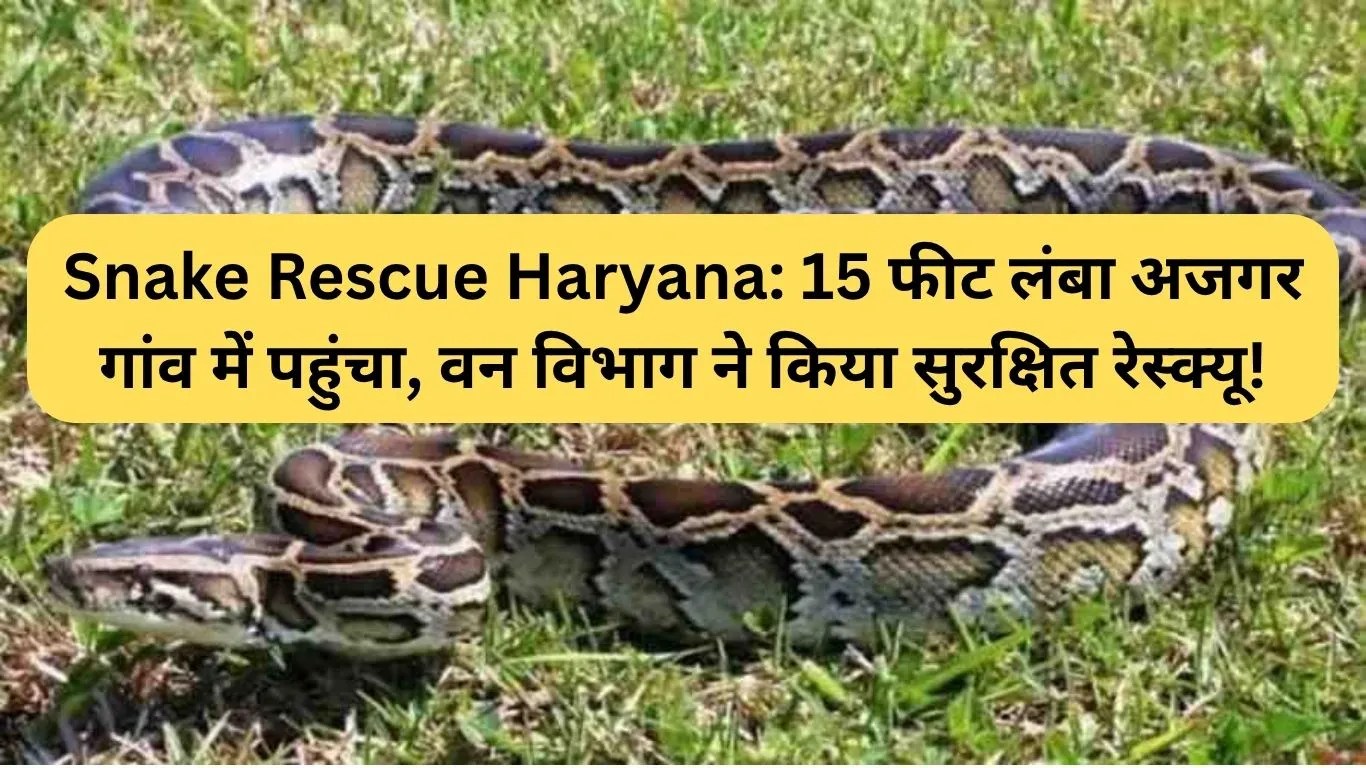 Snake Rescue Haryana: 15 फीट लंबा अजगर गांव में पहुंचा, वन विभाग ने किया सुरक्षित रेस्क्यू!