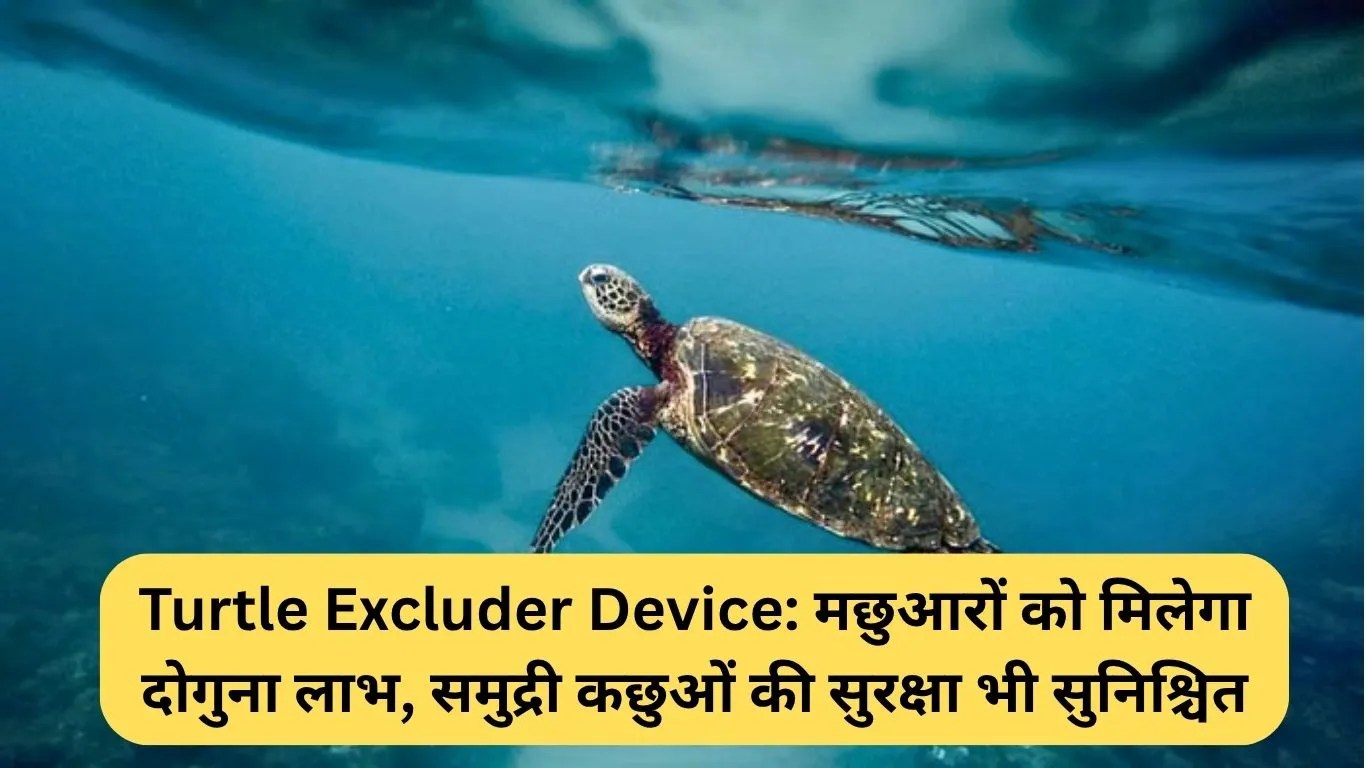 Turtle Excluder Device: मछुआरों को मिलेगा दोगुना लाभ, समुद्री कछुओं की सुरक्षा भी सुनिश्चित
