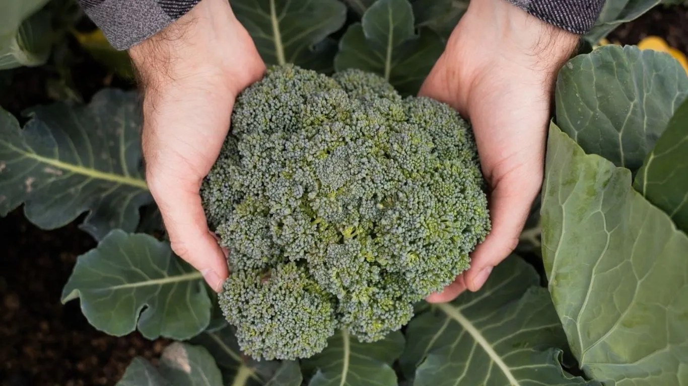 Broccoli Farming: ब्रोकली की खेती से कमाएं मुनाफा, 1 एकड़ में 90 क्विंटल उपज, जानें आसान तरीका!