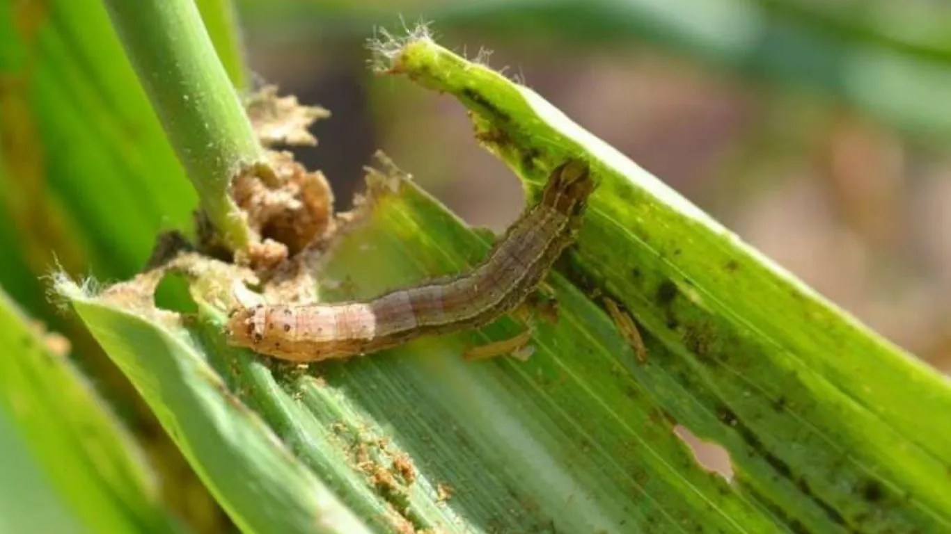Millet crop: बाजरे की फसल पर संकट! फॉल आर्मी वर्म का हमला, तुरंत करें ये उपाय, बचाएं उपज!