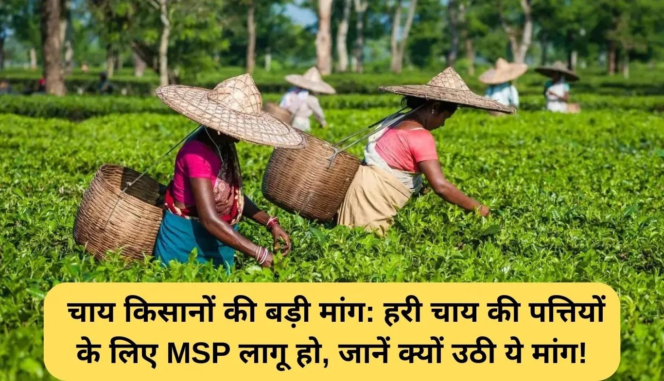 Green Tea MSP: चाय किसानों की बड़ी मांग: हरी चाय की पत्तियों के लिए MSP लागू हो, जानें क्यों उठी ये मांग!