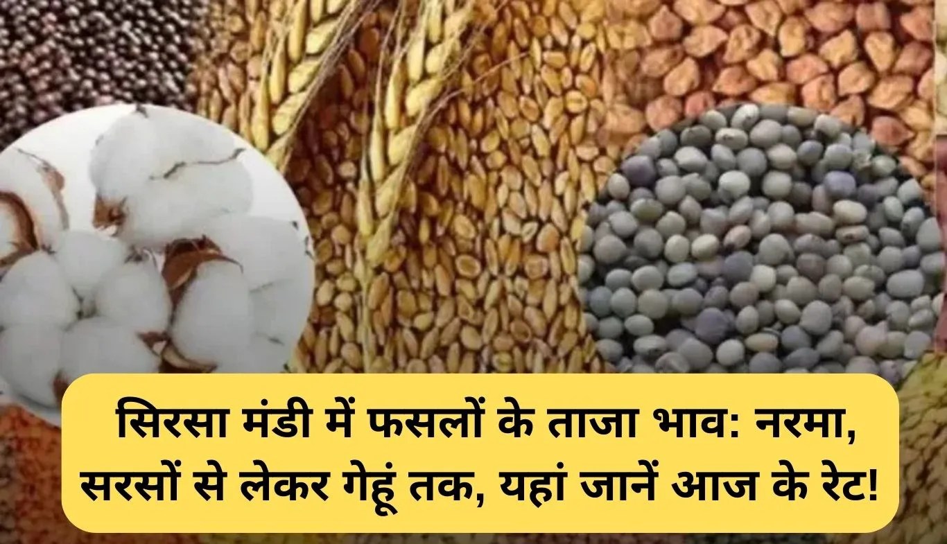 Sirsa Mandi Rates: सिरसा मंडी में फसलों के ताजा भाव: नरमा, सरसों से लेकर गेहूं तक, यहां जानें आज के रेट!