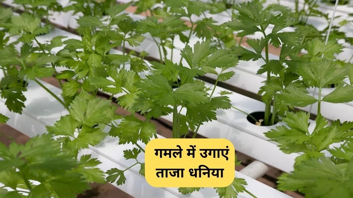 Coriander Seeds: गमले में उगाएं ताजा धनिया: सही बीज, सही तरीके से सिर्फ 30 दिनों में भरपूर हरी पत्तियां