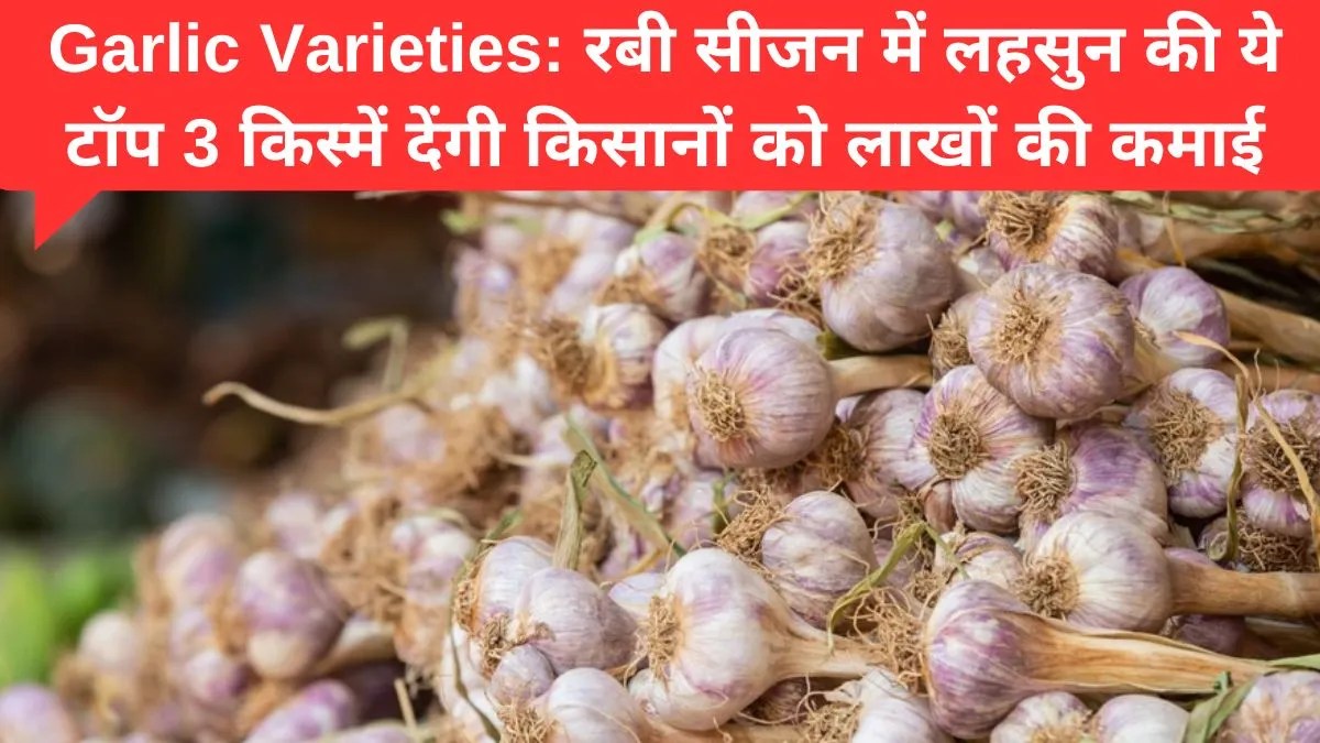 रबी सीजन में लहसुन खेती से लाखों की कमाई जानें सबसे ज्यादा उपज देने वाली किस्में