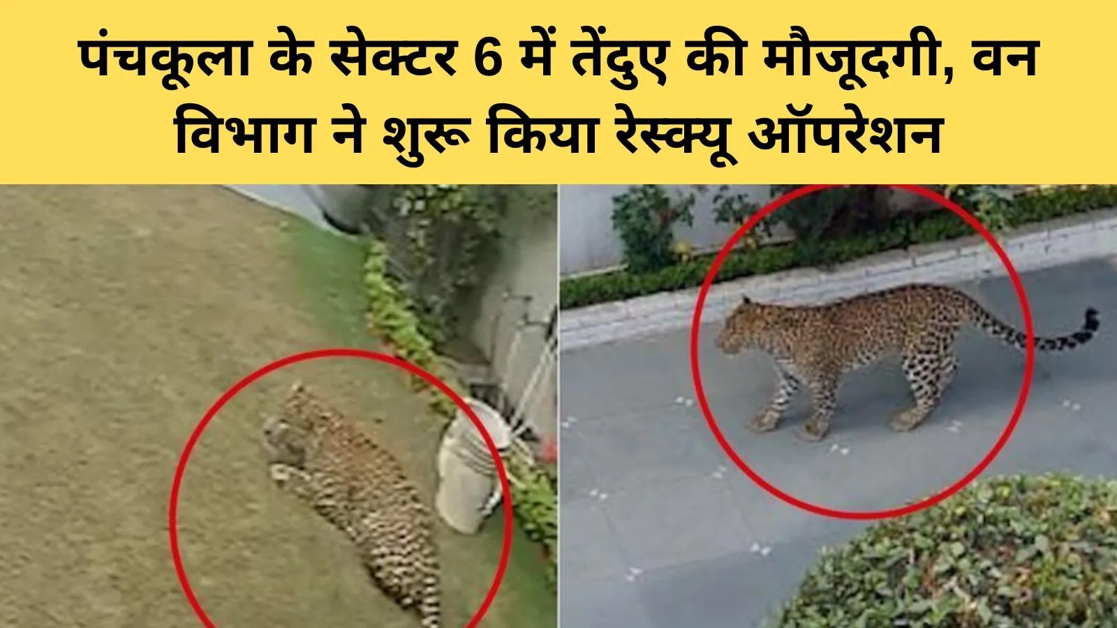 पंचकूला के सेक्टर 6 में तेंदुए की मौजूदगी, वन विभाग ने शुरू किया रेस्क्यू ऑपरेशन