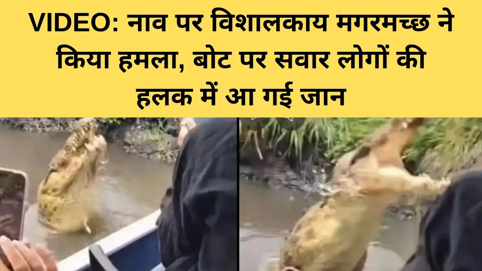 जंगल सफारी का जोखिम, वायरल वीडियो में मगरमच्छ की छलांग