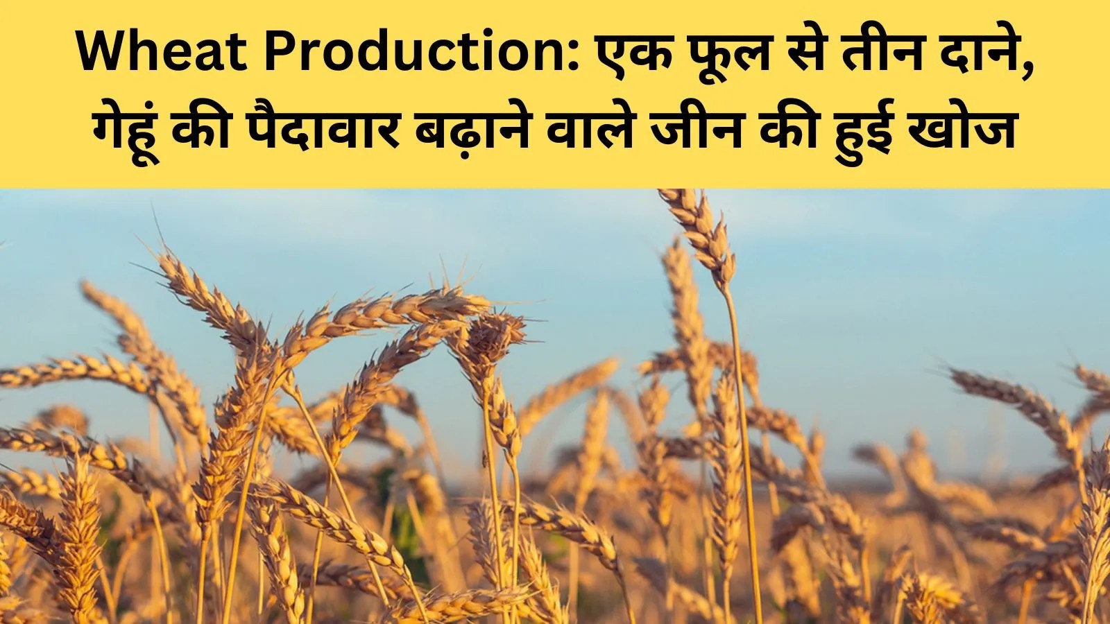 अमेरिकी वैज्ञानिकों ने गेहूं की उपज बढ़ाने वाला नया जीन खोजा