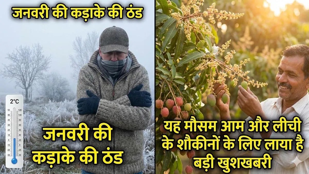 जनवरी की कड़ाके की ठंड से परेशान न हों, यह मौसम आम और लीची के शौकीनों के लिए लाया है बड़ी खुशखबरी