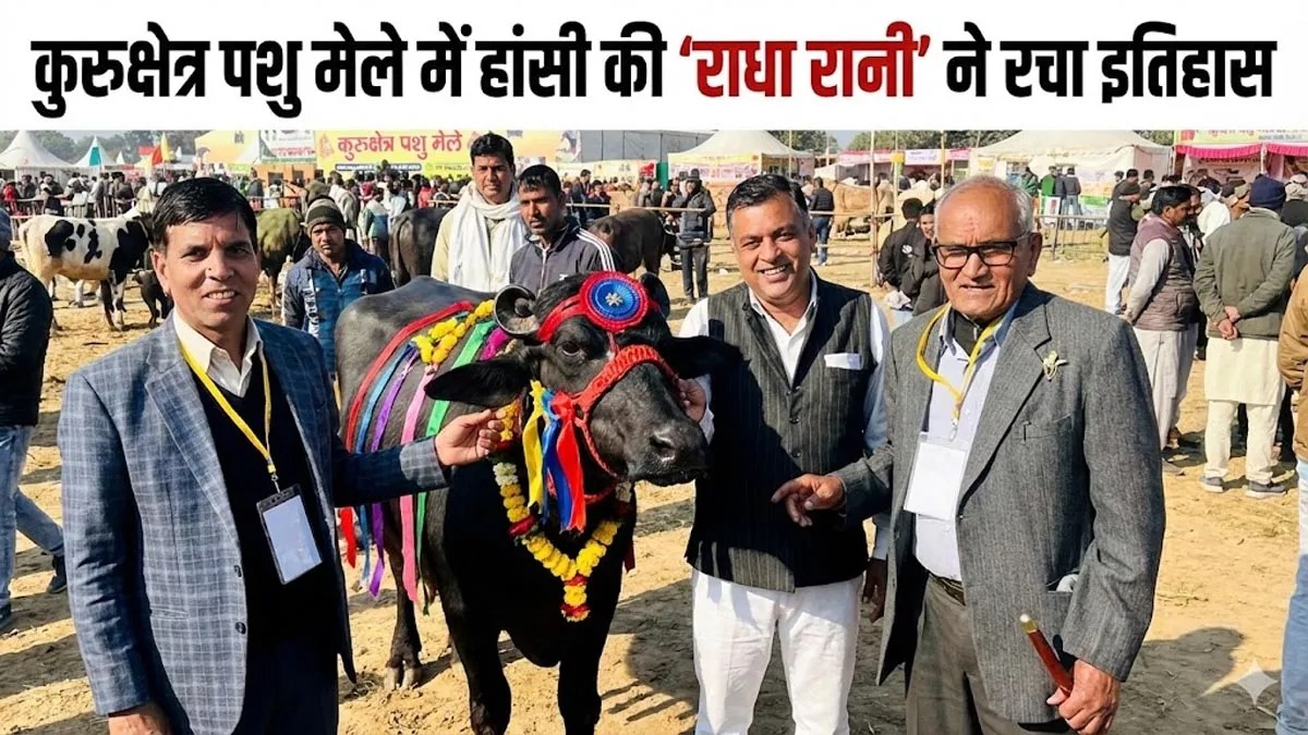 Radha Rani Buffalo: दूध और खूबसूरती दोनों में नंबर 1, मालिक ईश्वर सिंघवा हुए मालामाल
