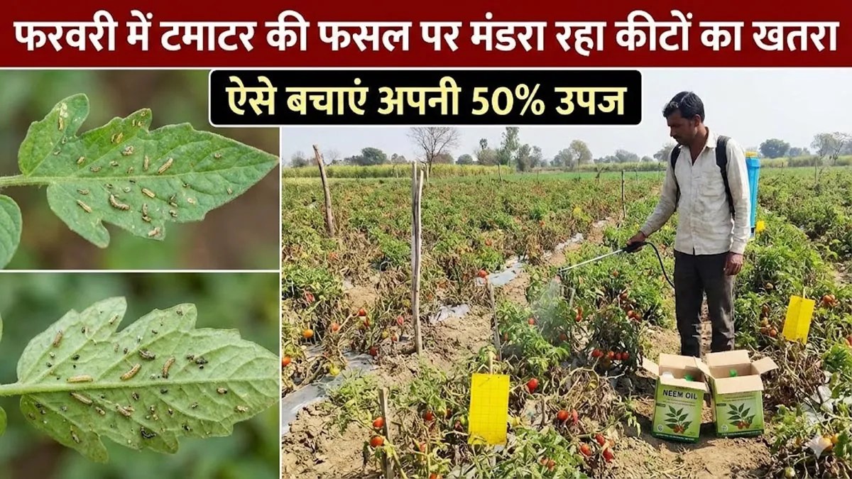 Tomato Pest Control: फरवरी में टमाटर की फसल पर मंडरा रहा कीटों का खतरा, ऐसे बचाएं अपनी 50% उपज