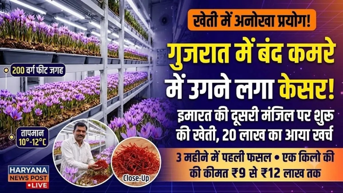 कमरे में उगेगा केसर: 10 से 12 डिग्री तापमान में 3 महीने में तैयार होगी फसल, जानें पूरा प्रोसेस | amreli-farmer-indoor-saffron-farming-gujarat-setup-cost-details