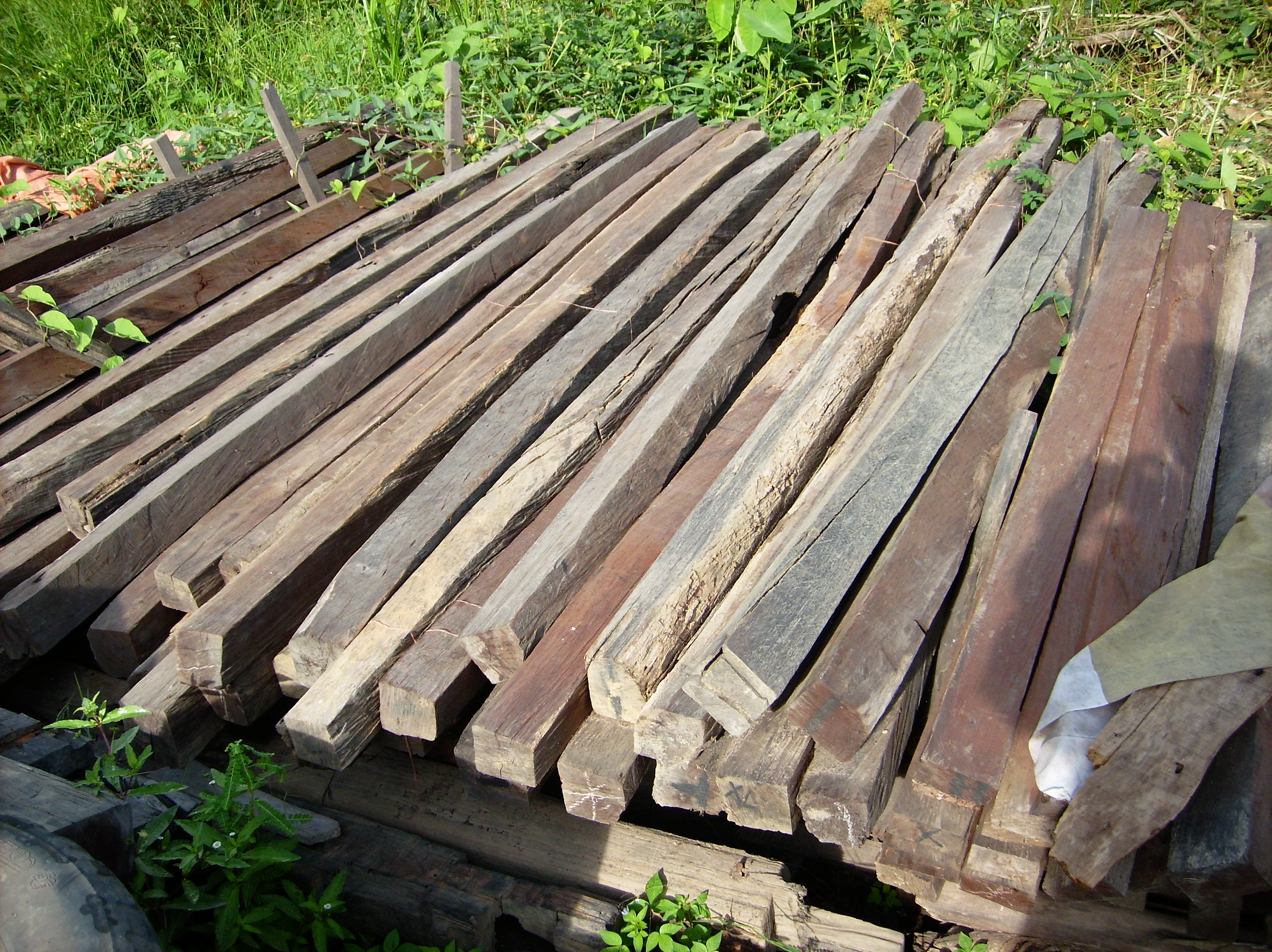 Pohon ulin dikenal dengan kualitas kayunya yang sangat kuat sehingga banyak digunakan untuk bahan kontruksi bangunan. Kayu Ulin Akankah Tinggal Kenangan Kabar Paman Anum