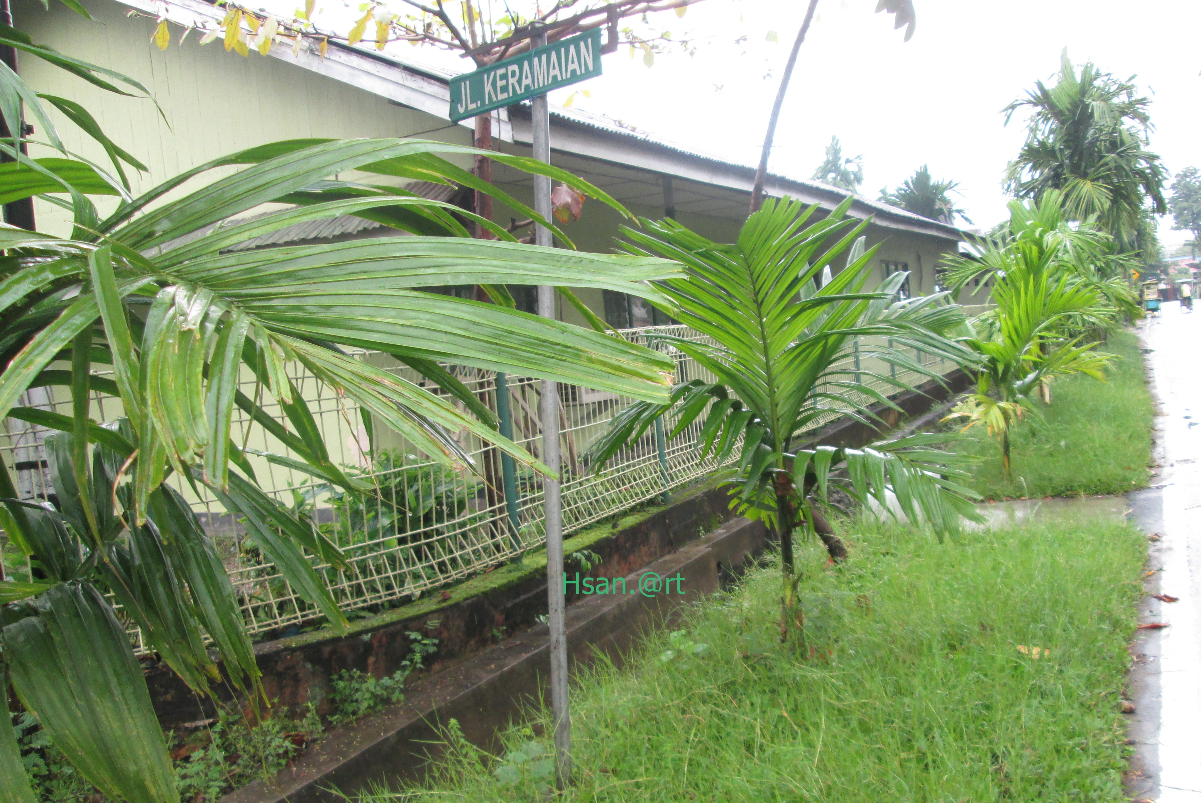 Anda juga bisa menjadikan tanaman pinang sebagai tanaman sela. Tanaman Pinang Kabar Paman Anum