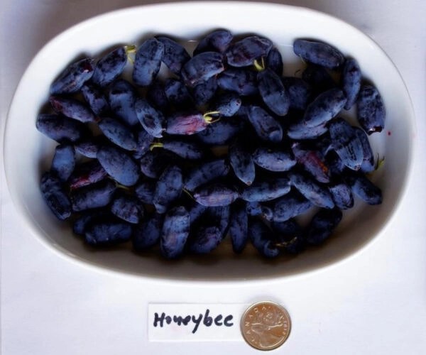 Honeybee-Haskap-Plants Honeybee Haskap Plants for High-Yield Berry Harvests