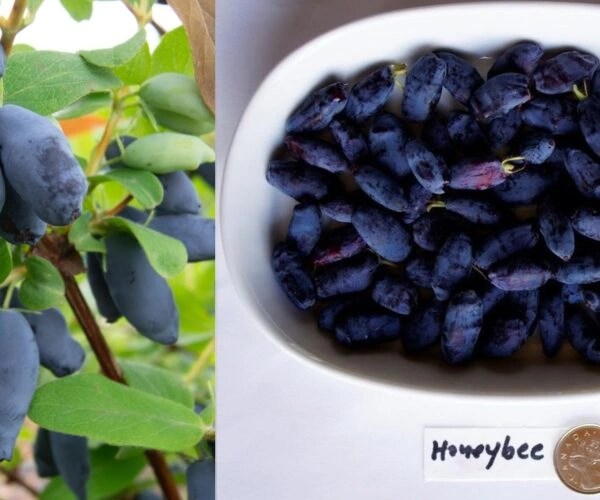 Aurora-Honeybee-Duo Image of Aurora haskap beside honeybee haskap berries