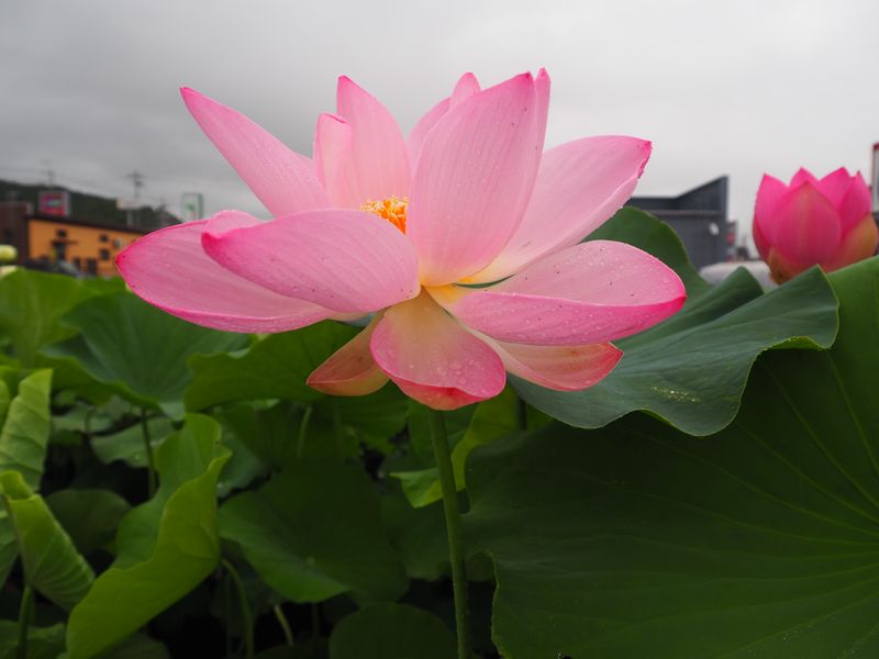 蓮華寺蓮（れんげじれん）桃・一重・大型・静岡県藤枝氏蓮花寺 | 蓮道場