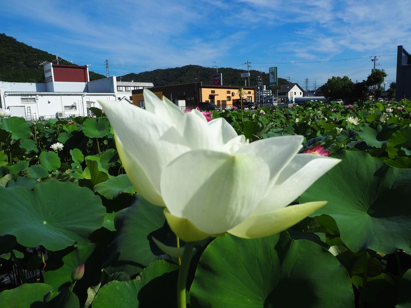 白龍蓮（はくりゅうれん）白・一重・大型 | 蓮道場