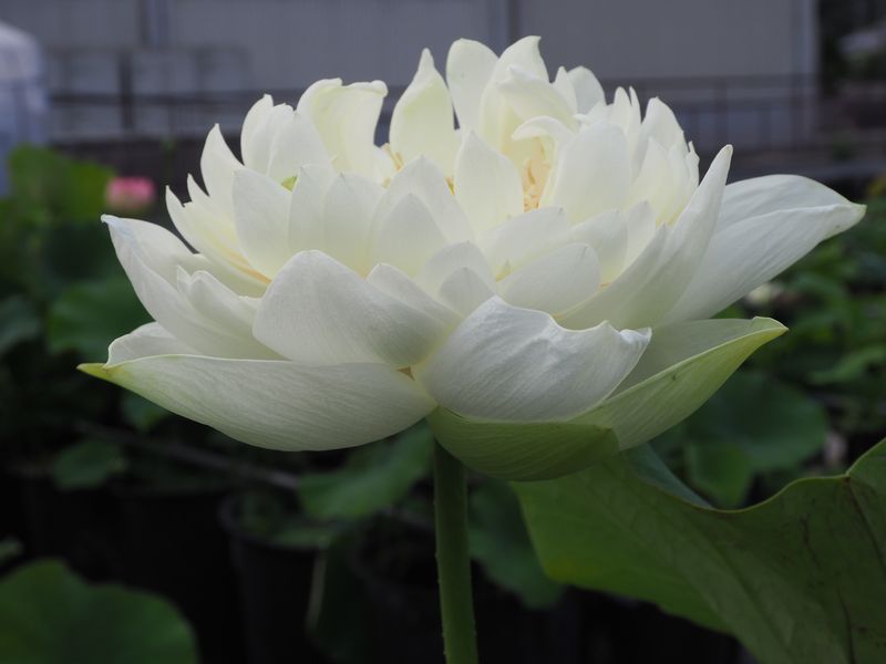 白牡丹（しろぼたん）白・八重・大型 | 蓮道場