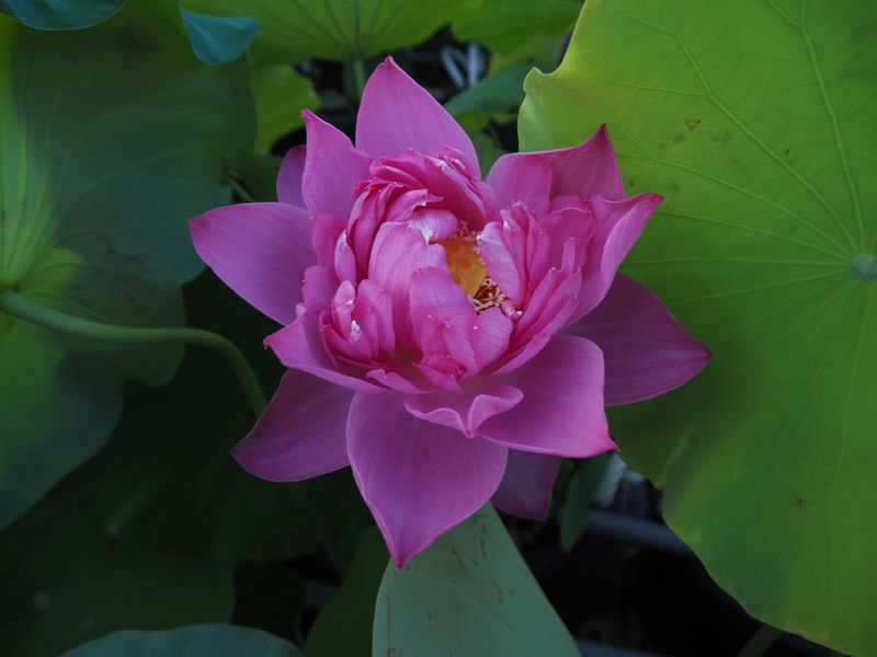 紅牡丹（べにぼたん）紅・八重・小型・中国 | 蓮道場
