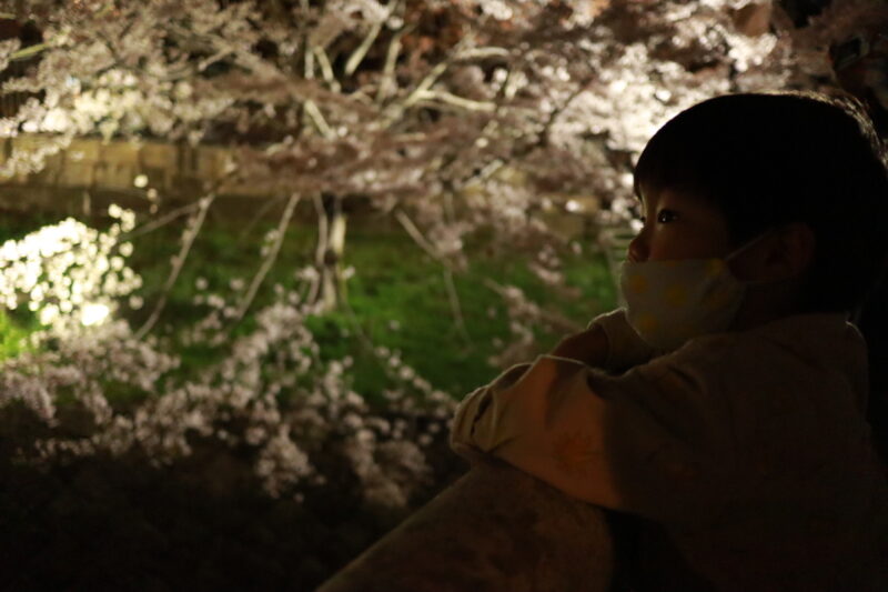 桜を見る息子