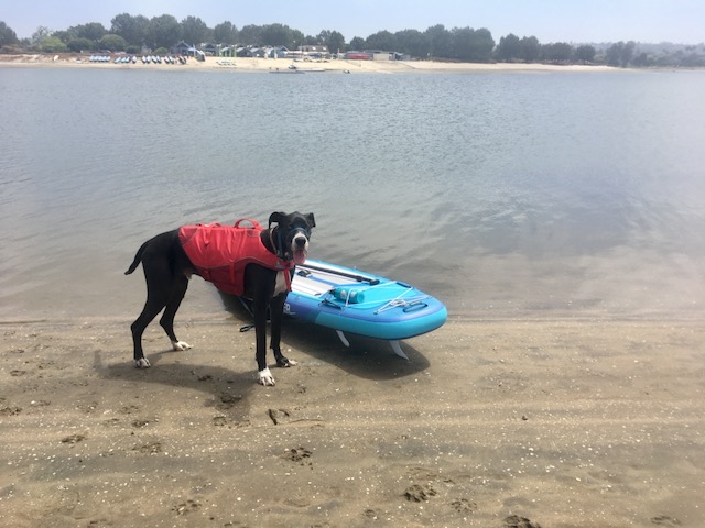 Paddle Boarding with a Great Dane
