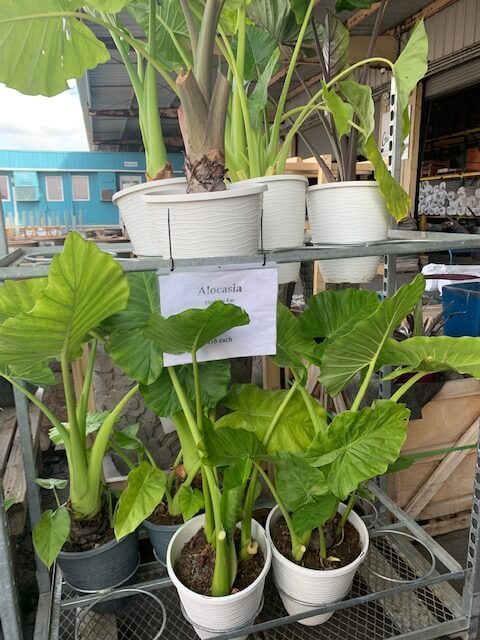 ハワイで植木のプランターを探すならカカアコの「Geobunga」 | Hawaii
