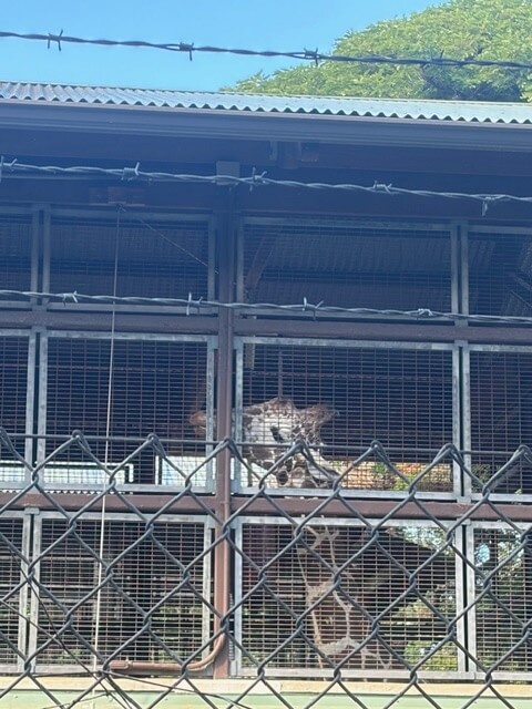 ワイキキでキリンが見える!? 思わず二度見する穴場スポット