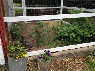 chicken coop run garden raised hawk hill plants plant bed slope easy restored landscaping shade friendly 1920 proofing fashioning compensates