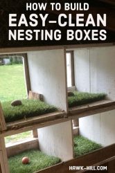 nesting boxes hawk lined astroturf chicken hill coop upgrade