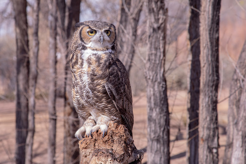 Adopt Bubba the Great Horned Owl - Hawks Aloft, Inc.