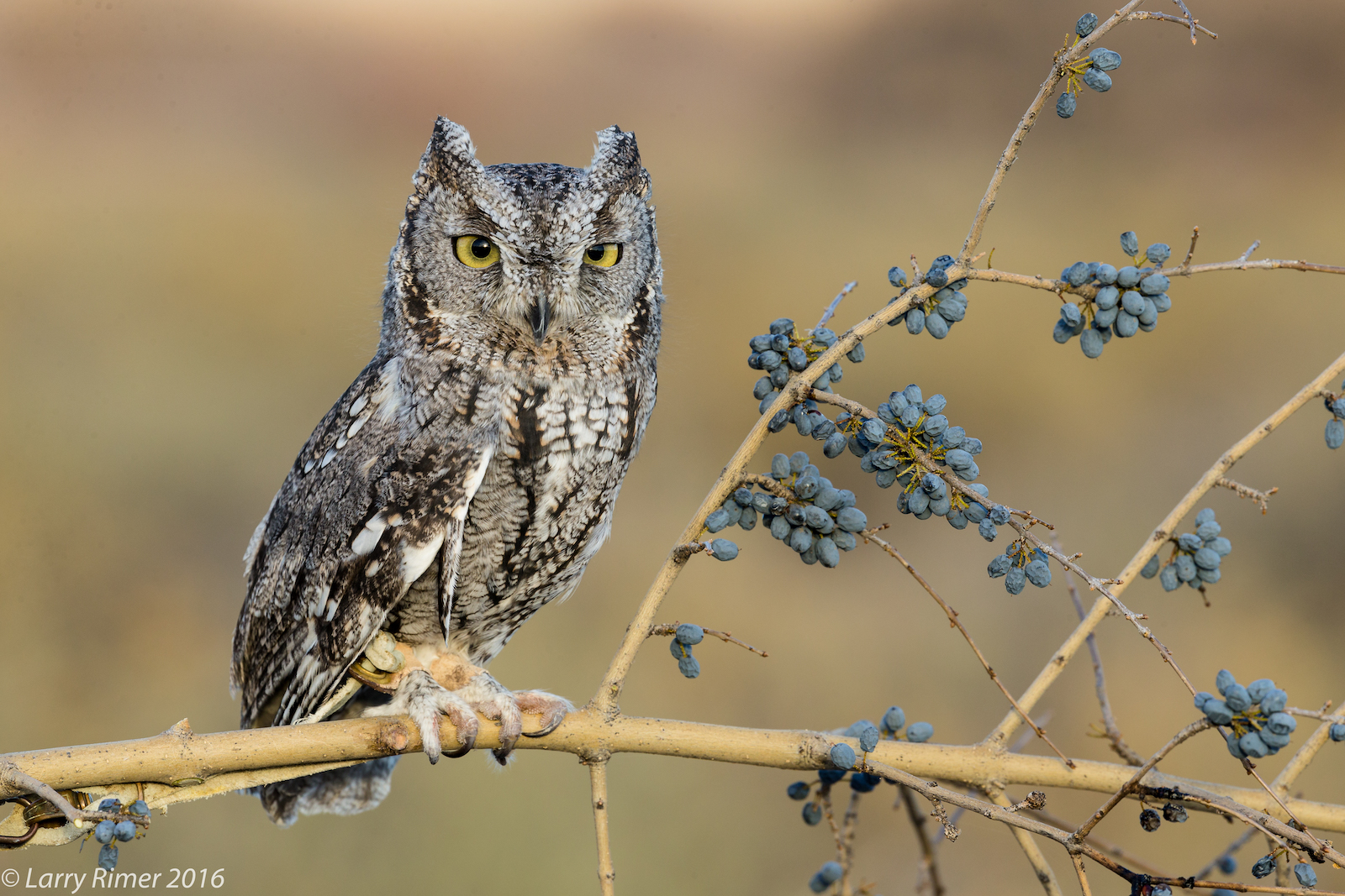 シロフクロウ　オウル　owl Rare Snowy Owl Captivating Birdwatchers in Washington