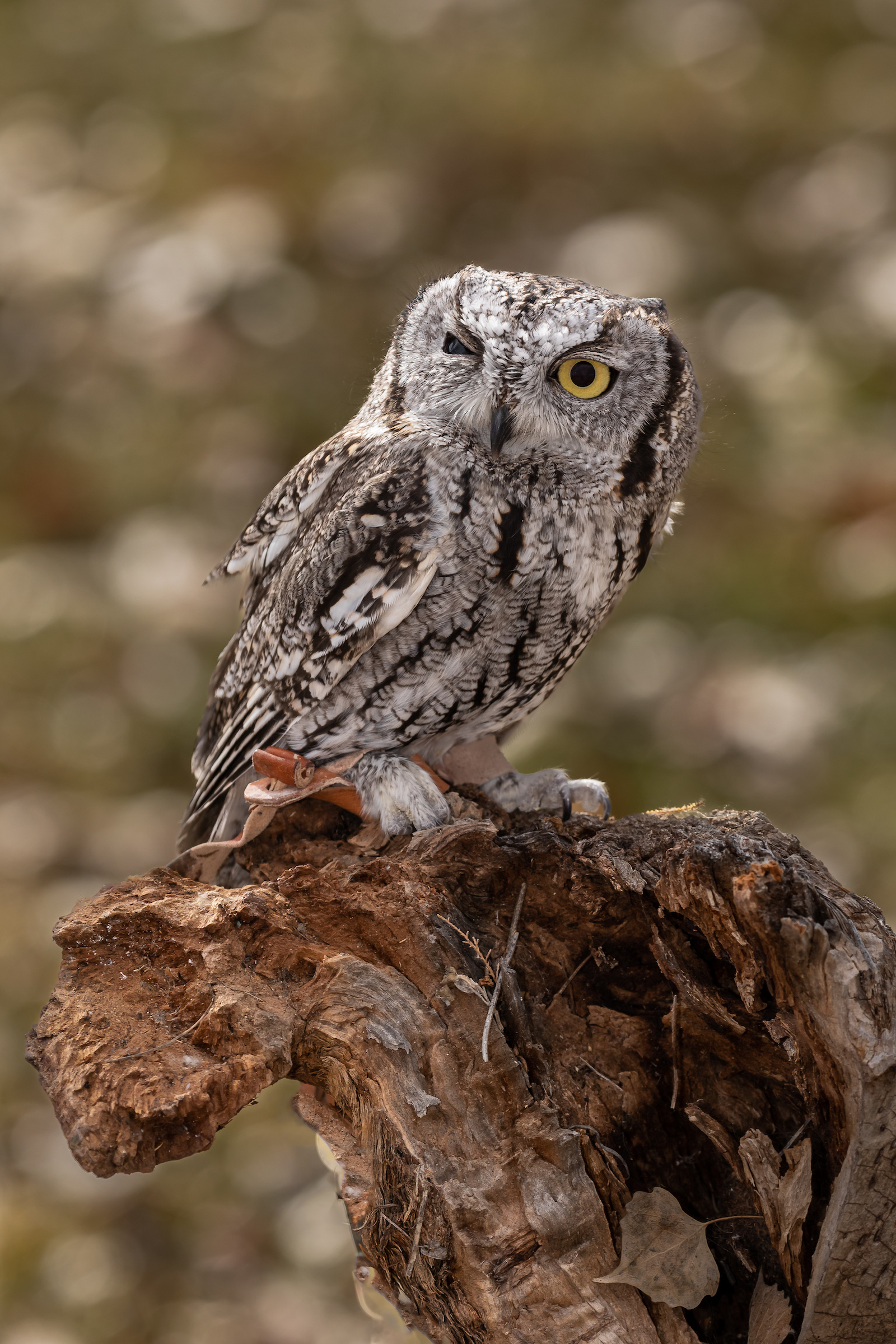 Adopt Ping Pong the Western Screech-Owl - Hawks Aloft, Inc.
