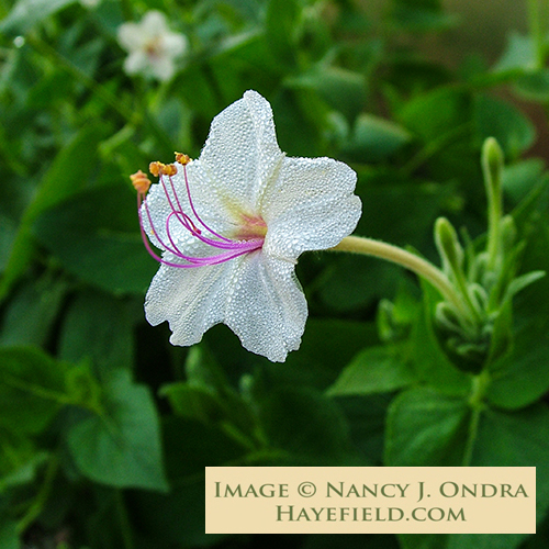 Paeonia lactiflora　未使用　ETRO ガーゼケット Paeonia lactiflora様専用 未使用 ETRO ガーゼケット