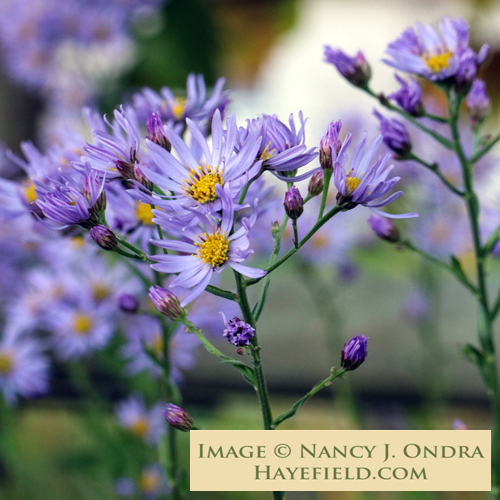 Hayefield Aster tataricus - Thumbnail 3