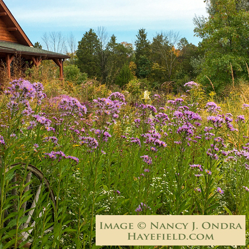 Hayefield Aster tataricus - Thumbnail 2
